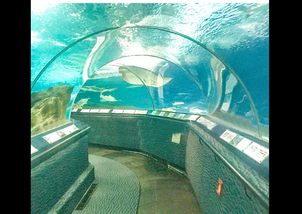 Bể cá thủy cung hình vòm BC61
