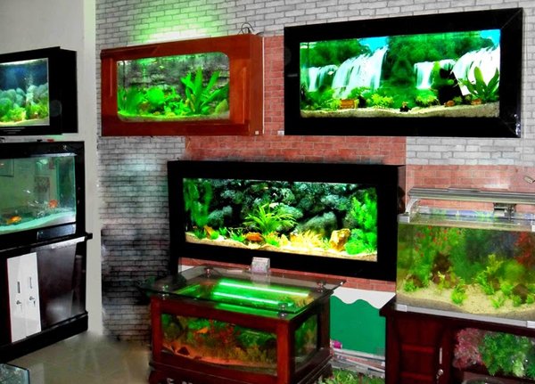 bể cá thủy sinh treo tường