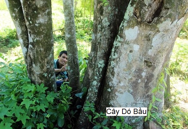 Cây dó bầu
