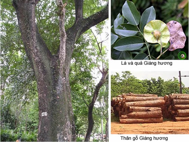 Hình ảnh cây gỗ hương