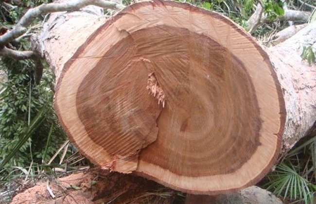 Gỗ xoan đào chất lượng tốt được sử dụng nhiều làm trong nội thất