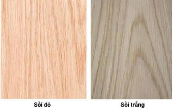 Cách phân biệt gỗ sồi trắng và gỗ sồi đỏ Cách phân biệt gỗ sồi trắng và gỗ sồi đỏ