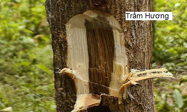 Gỗ trầm hương được hình thành từ cây dó bầu Gỗ trầm hương được hình thành từ cây dó bầu